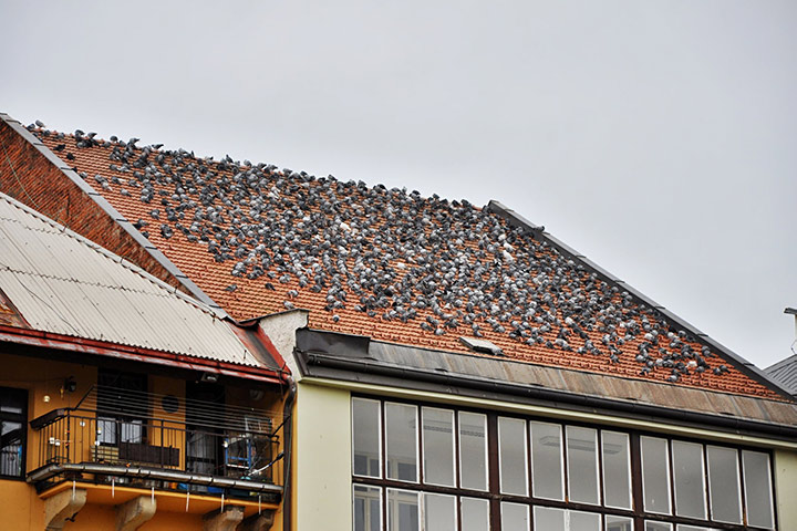 A2B Pest Control are able to install spikes to deter birds from roofs in Margate. 