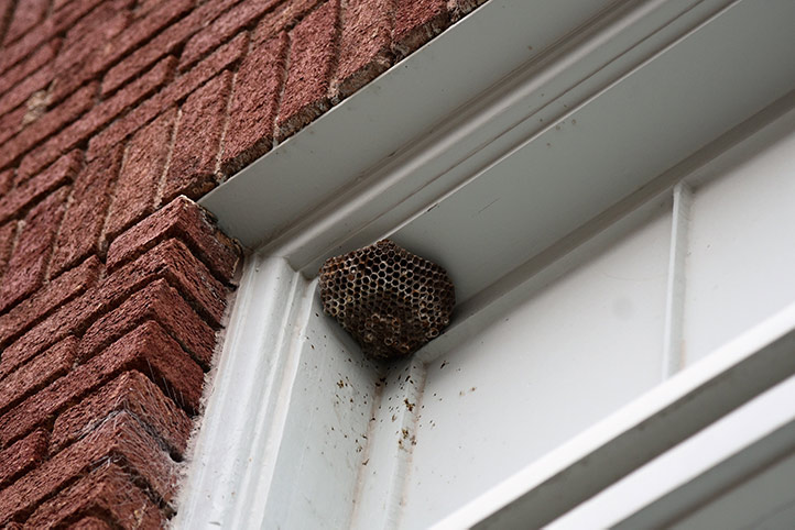We provide a wasp nest removal service for domestic and commercial properties in Margate.